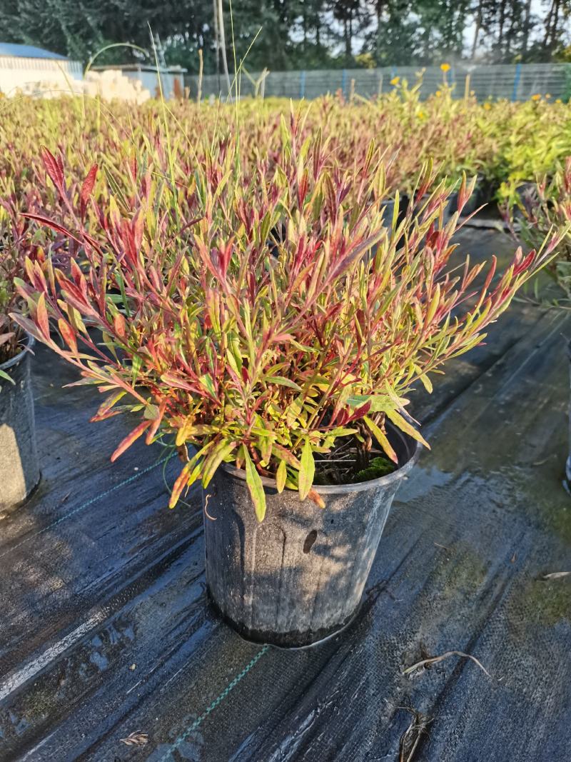各种宿根草花，花竟植物