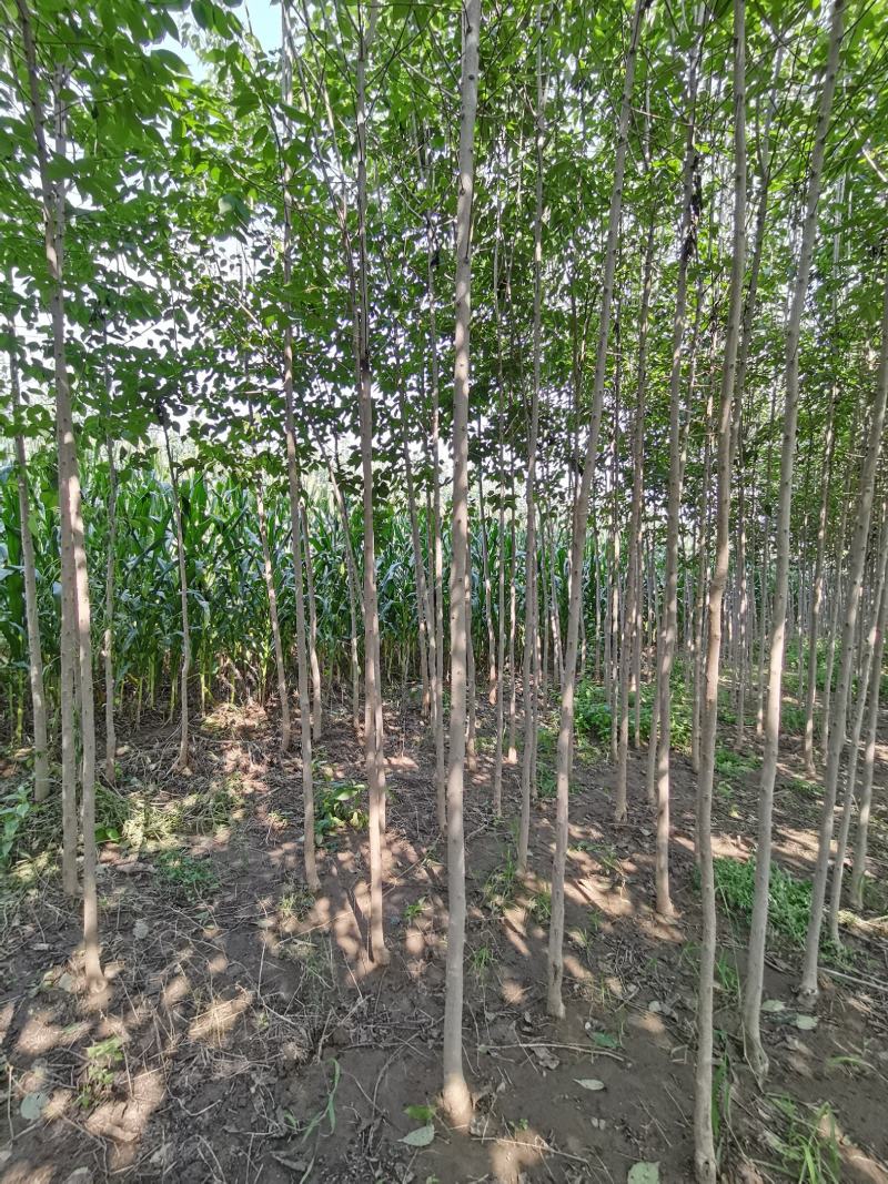 杜仲