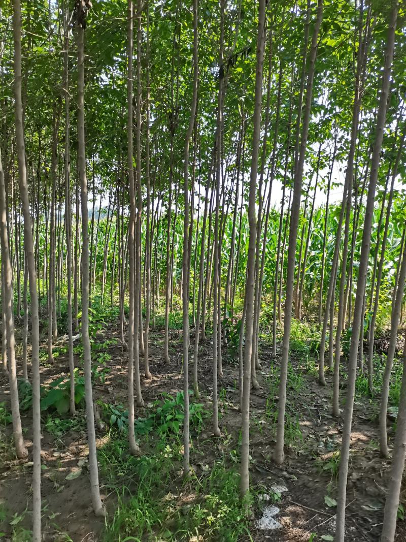 杜仲