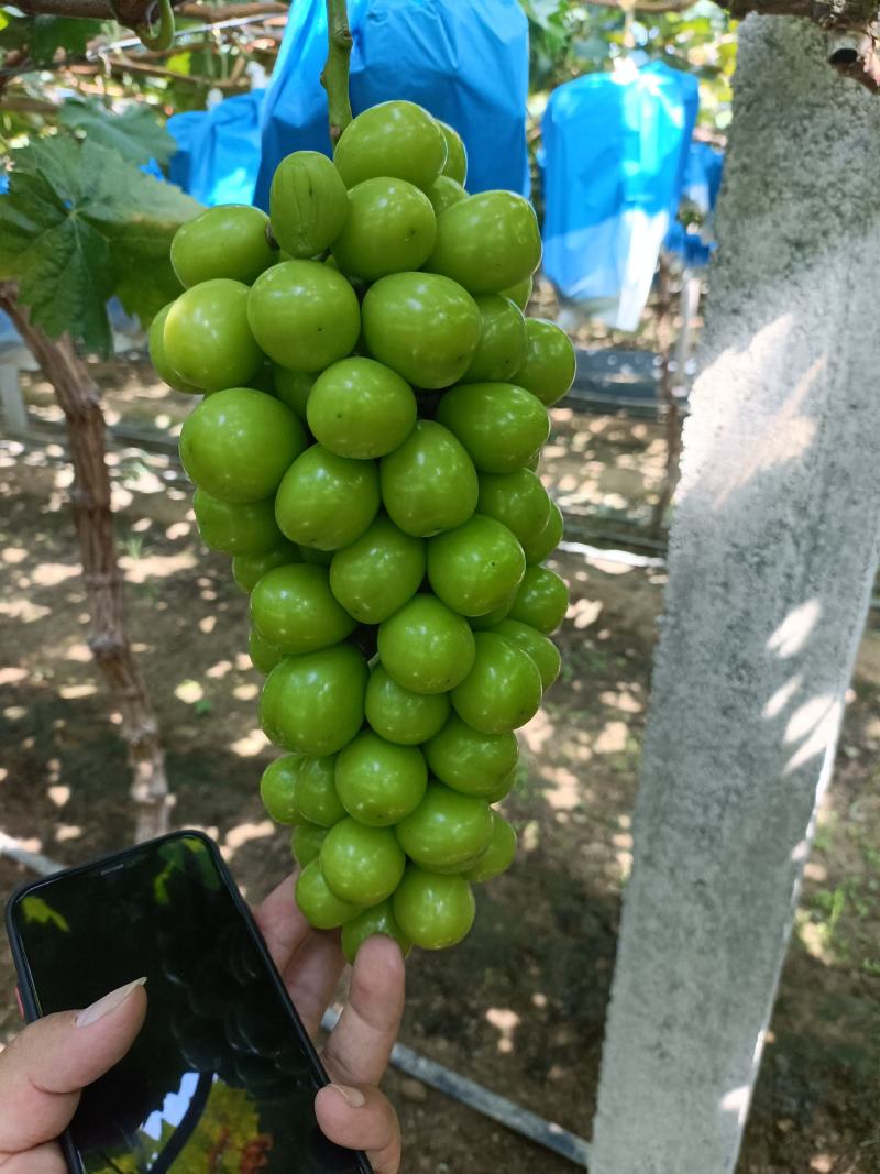 阳光玫瑰葡萄大量上市，口感脆甜，香，望新老客户前来采购。