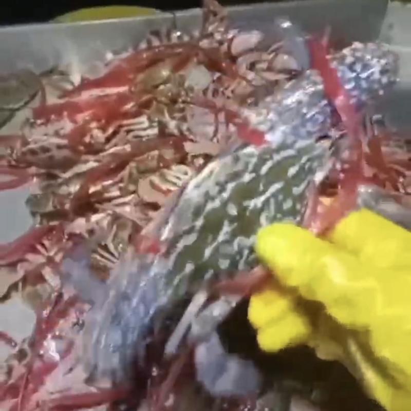 花蟹红花蟹蓝花蟹产地直发欢迎致电联系沟通