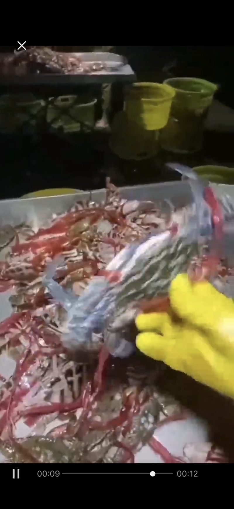 花蟹红花蟹蓝花蟹产地直发欢迎致电联系沟通