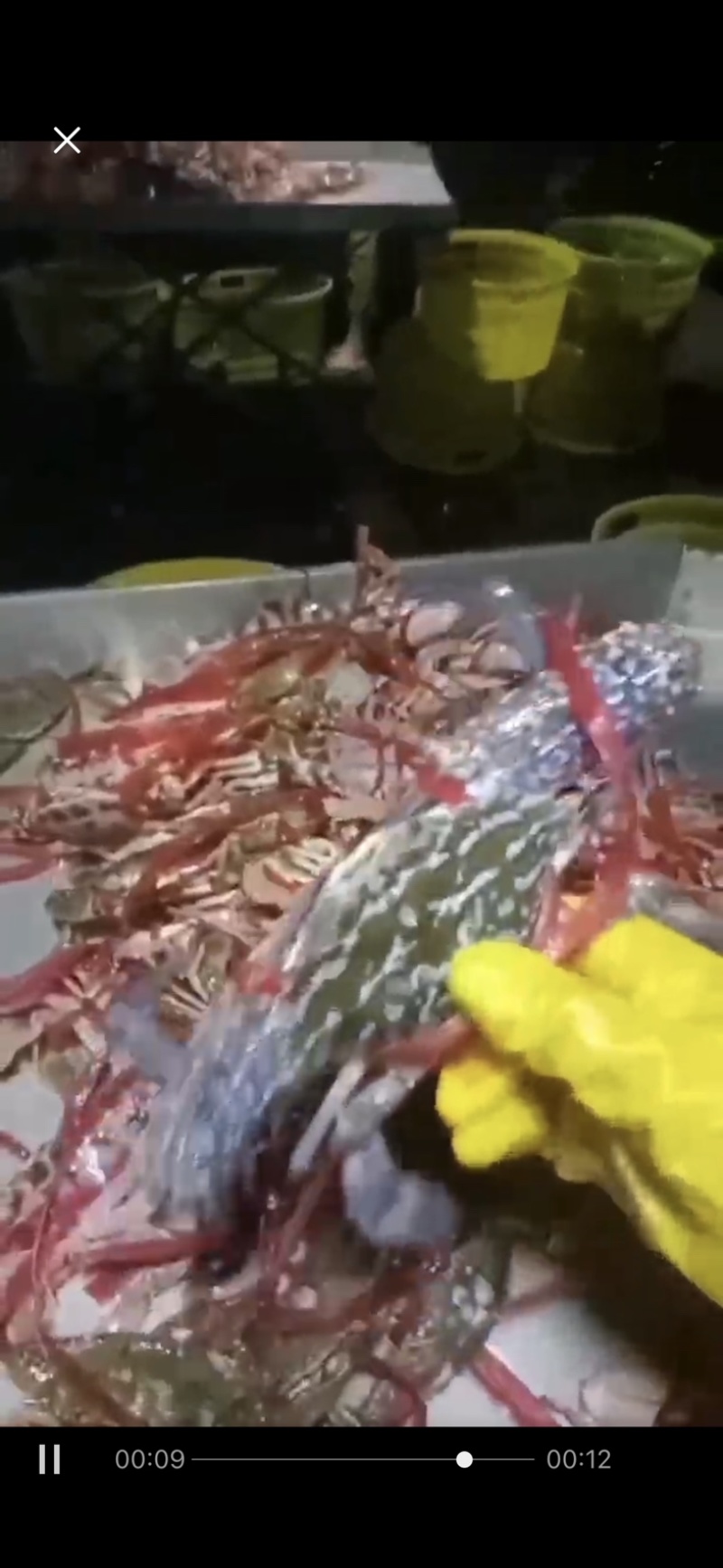 花蟹红花蟹蓝花蟹产地直发欢迎致电联系沟通