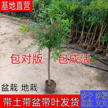 石榴树苗盆栽地栽盆景嫁接突尼斯软籽黑籽石榴树保成活包对版
