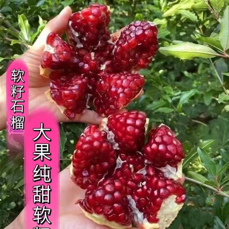 石榴树苗盆栽地栽盆景嫁接突尼斯软籽黑籽石榴树保成活包对版