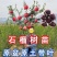 石榴树苗盆栽地栽盆景嫁接突尼斯软籽黑籽石榴树保成活包对版