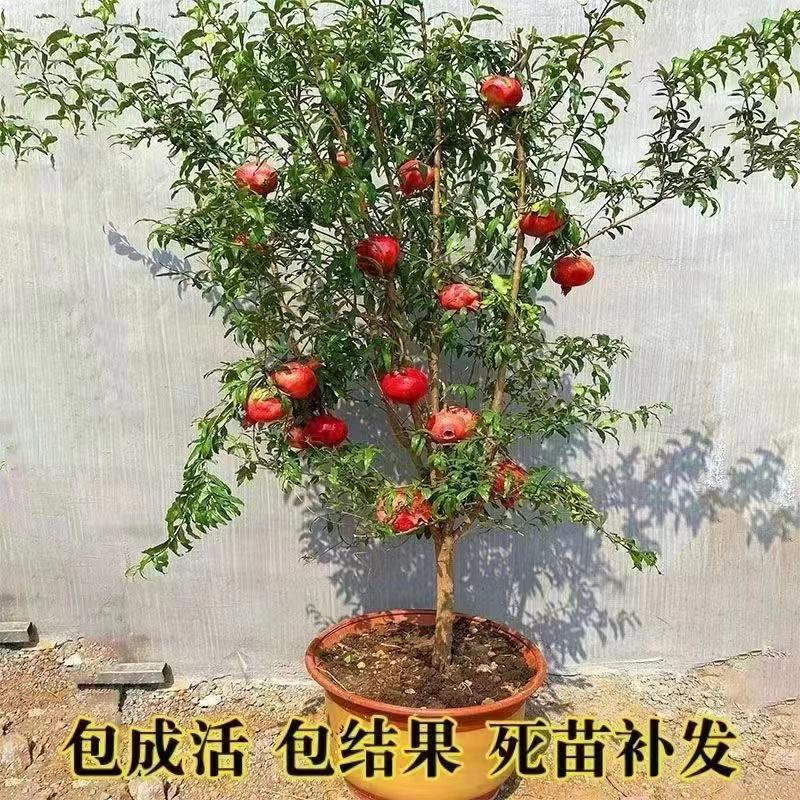 石榴树苗盆栽地栽盆景嫁接突尼斯软籽黑籽石榴树保成活包对版