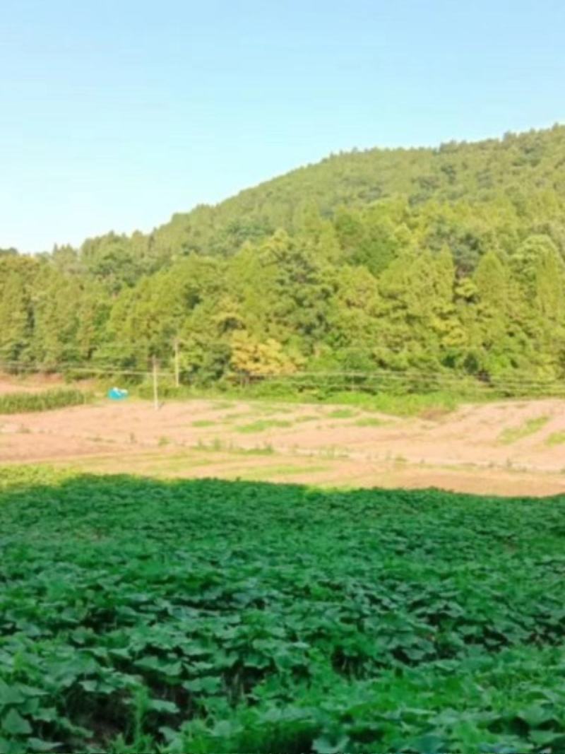 金香南瓜