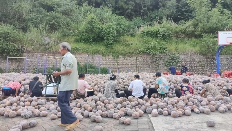 金香南瓜