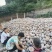 金香南瓜