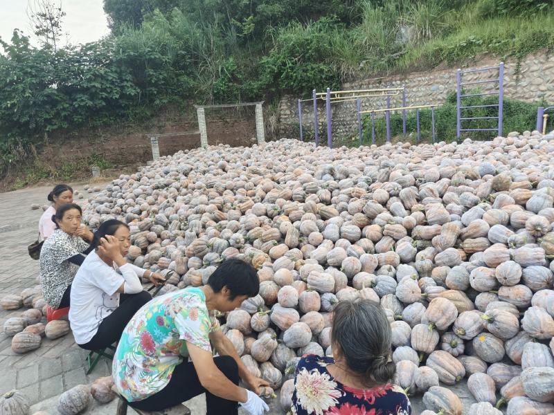 金香南瓜