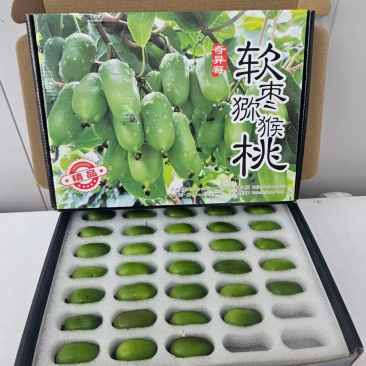 精品猕猴桃辽宁软枣猕猴桃基地直供货发全国支持一件代发