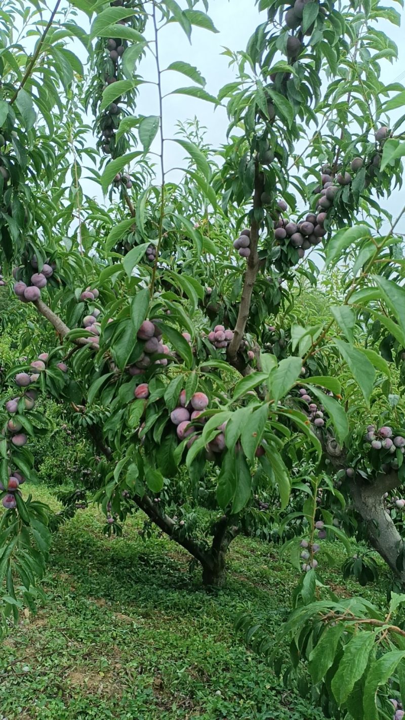 四川红脆李