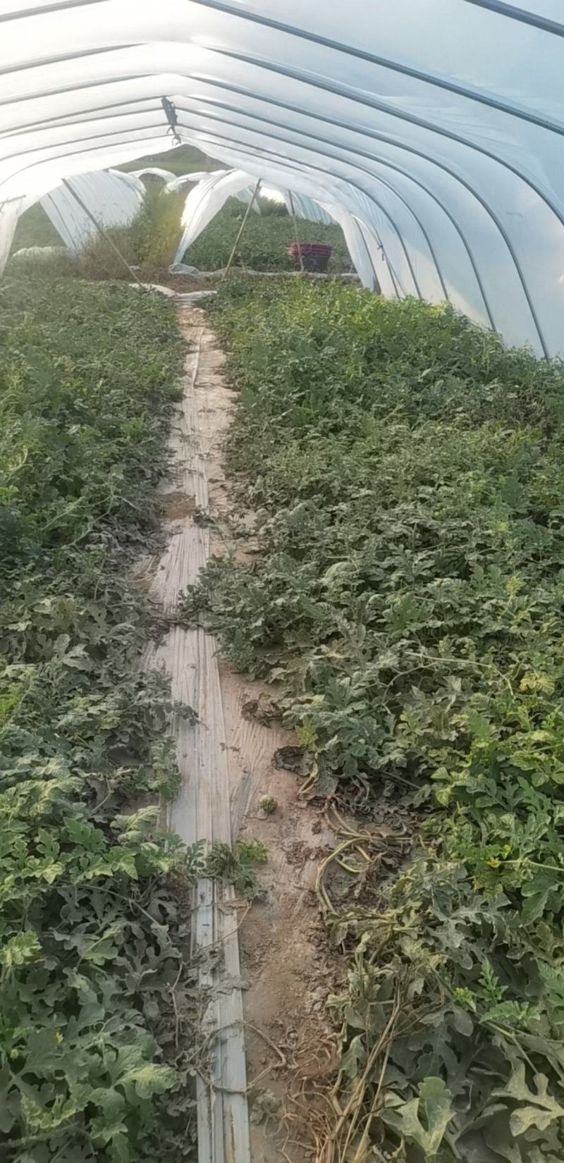 美都麒麟有籽西瓜成熟了，欢迎各位大佬过来采购！