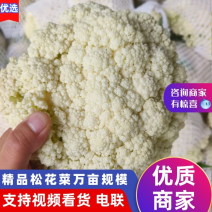 精品有机花菜松花菜货源充足价格优惠白面青梗大量供应