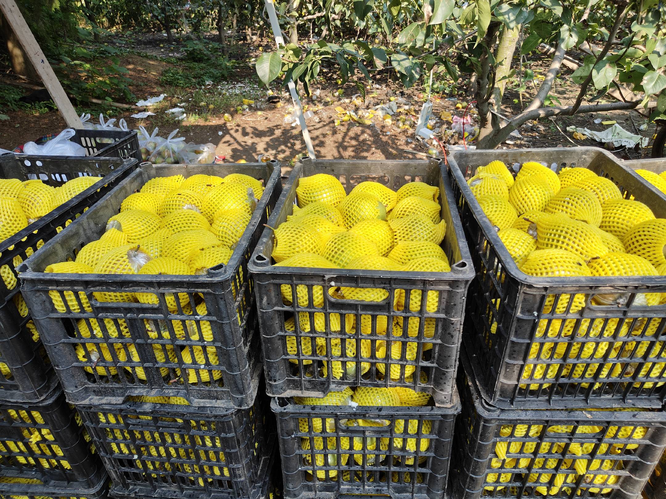 新疆库尔勒某标准化果园内,身穿棉质工作服的农民正在梯子上手工采摘成熟的香梨,使用专用果篮接果,避免磕碰损伤,地面铺设软布收集果实,旁边停靠冷藏运输车,体现规范化采收流程 工人在果园进行香梨采收作业