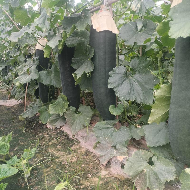 乐山黑皮东瓜大量上市产地直发质量保证货源充足全国发货