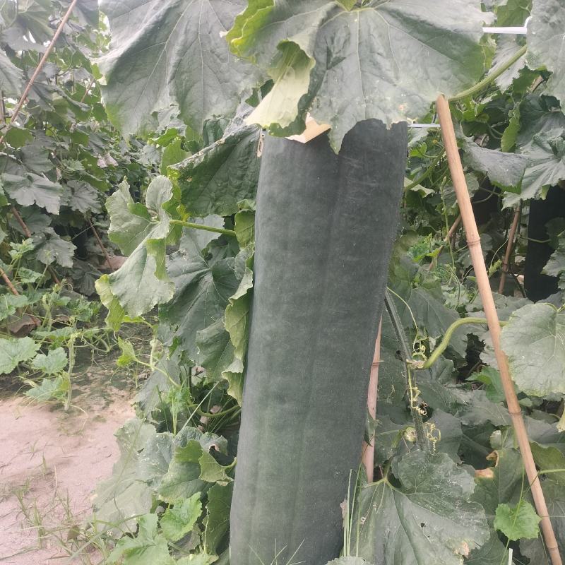 乐山黑皮东瓜大量上市产地直发质量保证货源充足全国发货