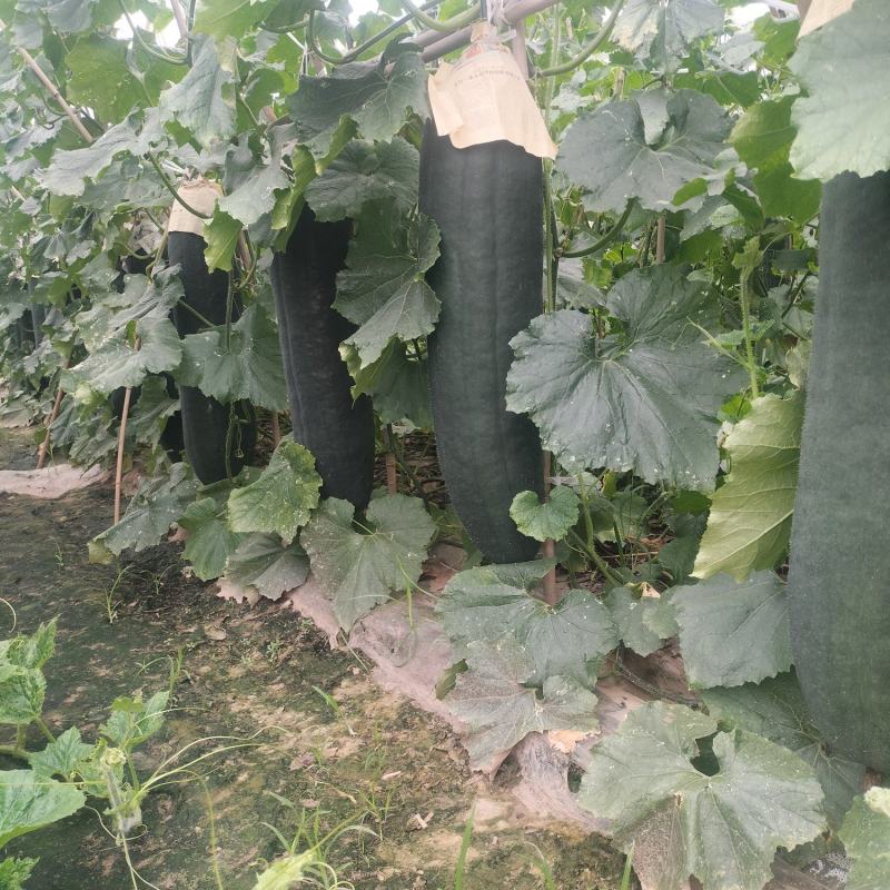 乐山黑皮东瓜大量上市产地直发质量保证货源充足全国发货