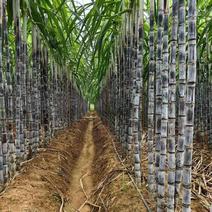 云南黑皮薄皮甘蔗大量供应现货直发保质保量对接全国