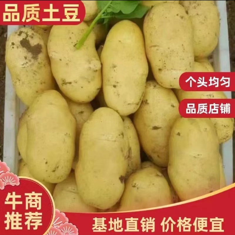 精品土豆，大量上市，欢迎来电洽谈