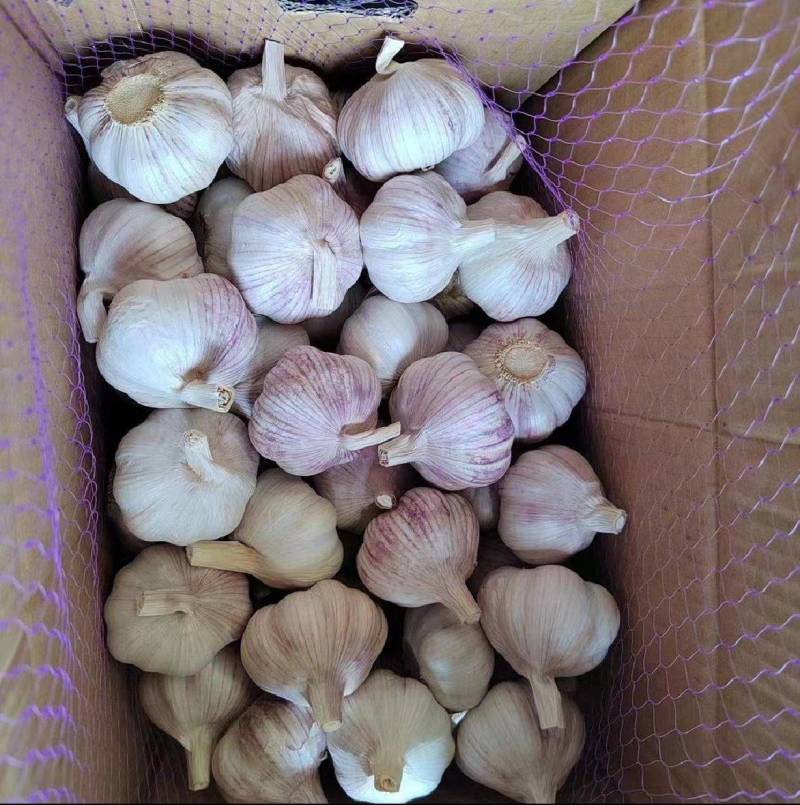 精品大蒜.产地直发.专业代发代收.质量保证.支持全国发货