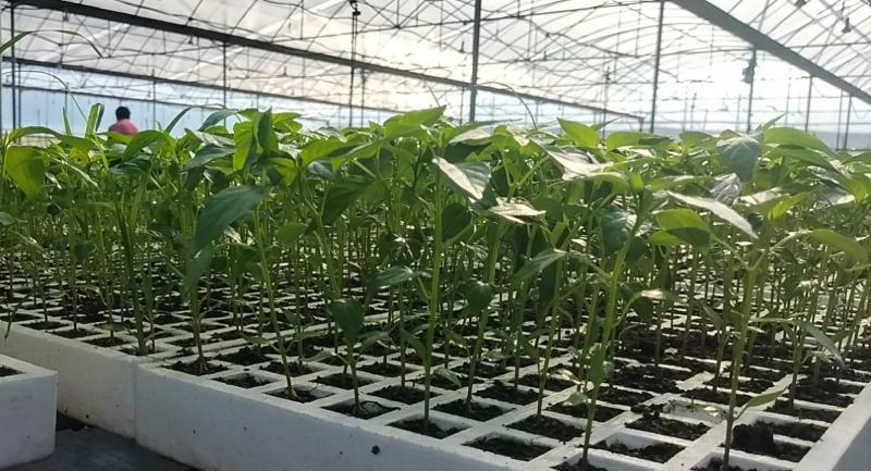 辣椒苗，二荆条辣椒苗大量供应成活率高保质保量欢迎电联