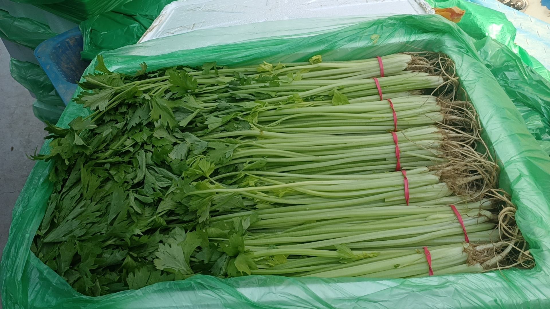 山芹与山竹的对比图