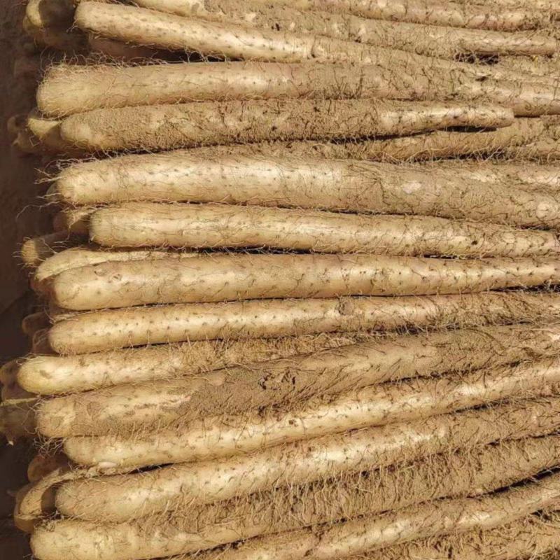 【销量过万】精品热卖白玉山药大量上市欢迎选购