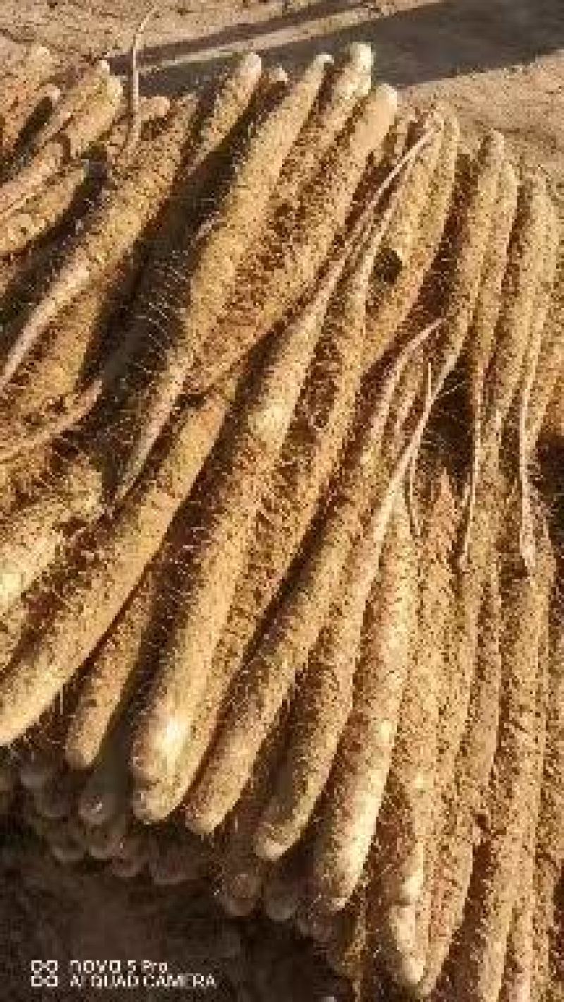 【销量过万】精品热卖白玉山药大量上市欢迎选购