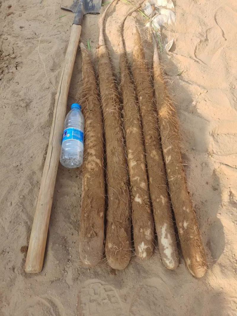 【销量过万】精品热卖白玉山药大量上市欢迎选购