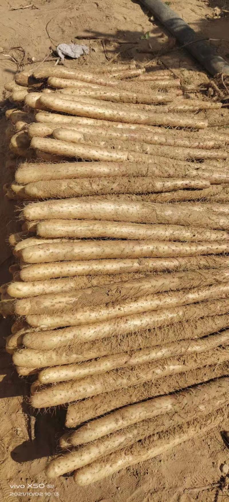 【销量过万】精品热卖白玉山药大量上市欢迎选购