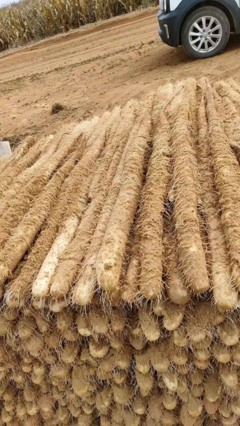 【销量过万】精品热卖白玉山药大量上市欢迎选购