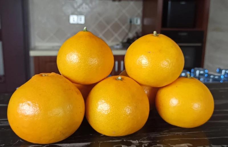 阳光一号桔柚大量上市细嫩化渣甜度高可对接电商全国