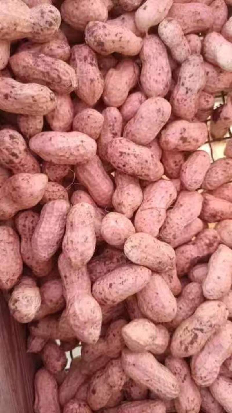 【热卖】江苏徐州精品花生大量有货供应质量很好欢迎采购