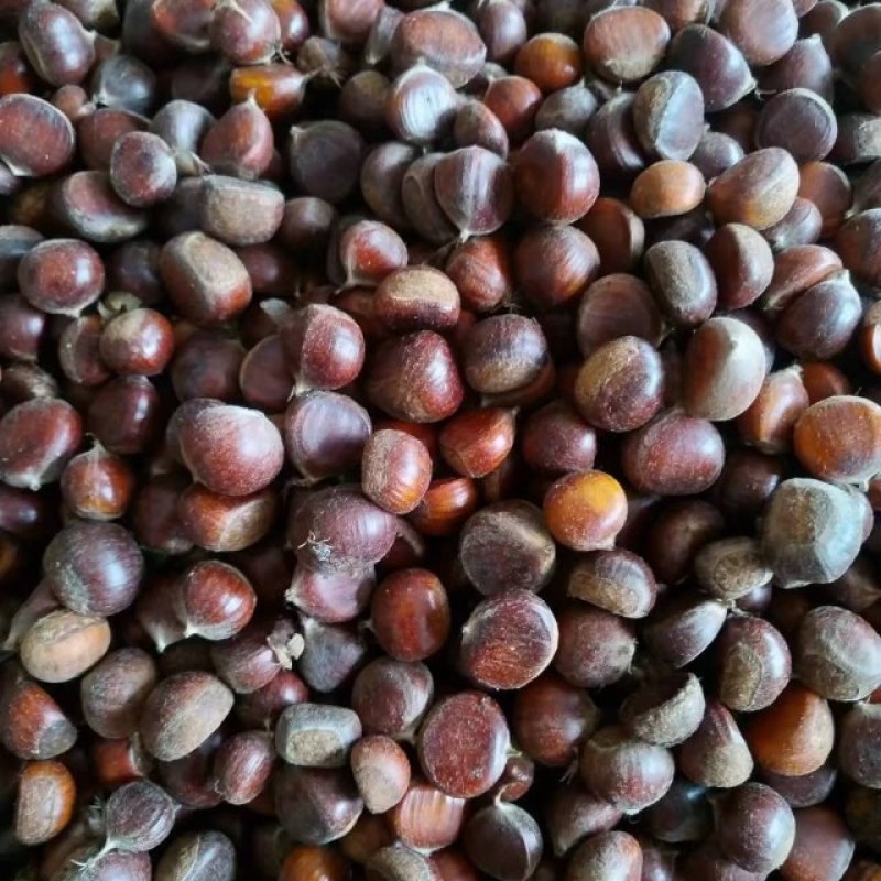 精品秦岭山脉板栗，大量上市，炒板栗，颜色好，质量好，