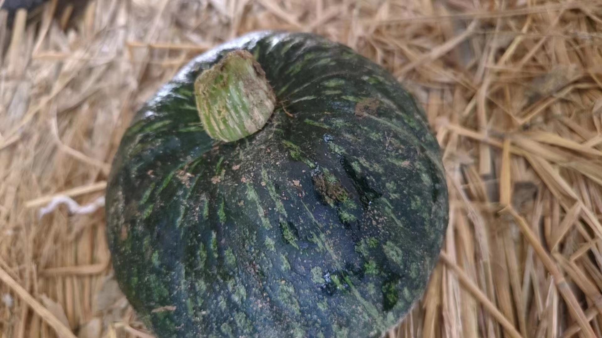 贝贝南瓜特写