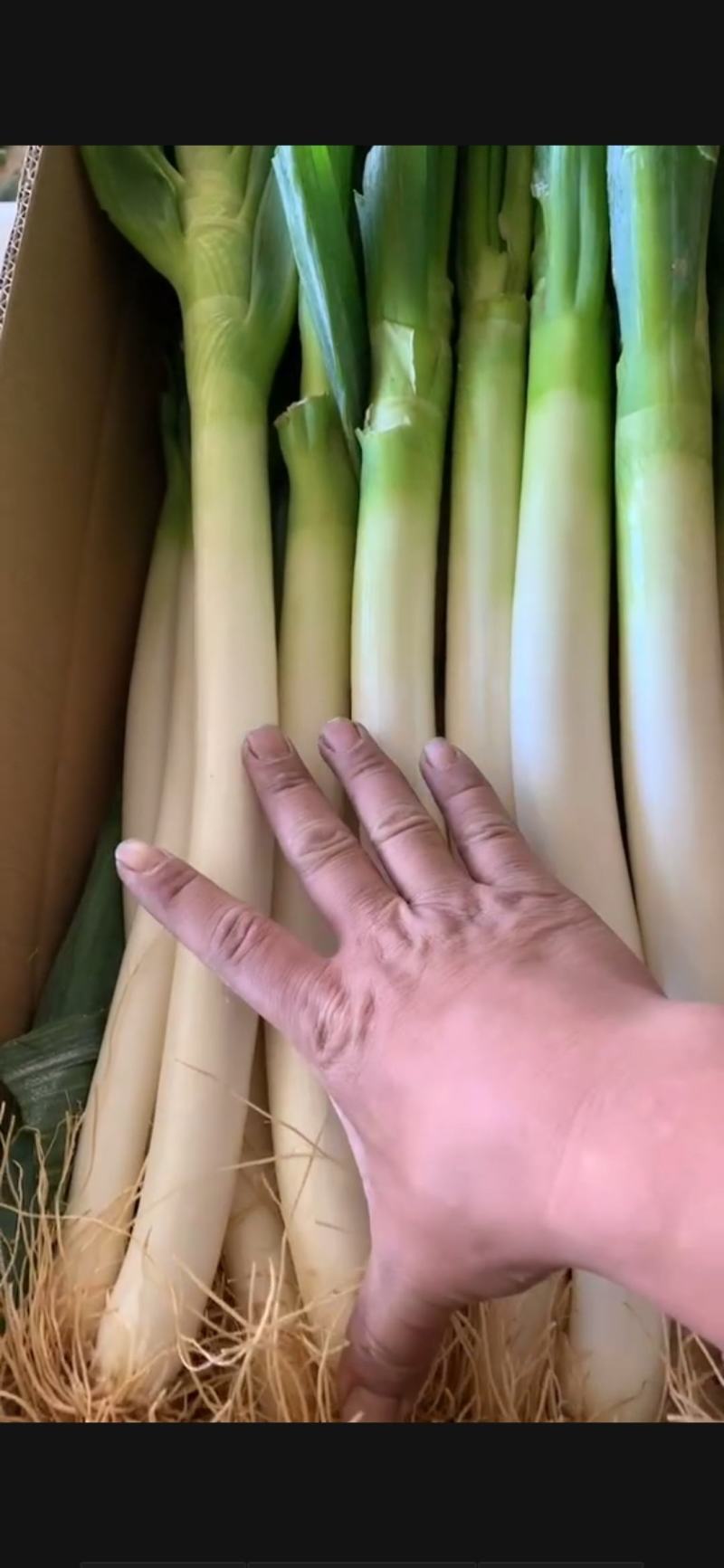 福建漳浦精品大葱净葱网袋葱纸箱葱一手货源