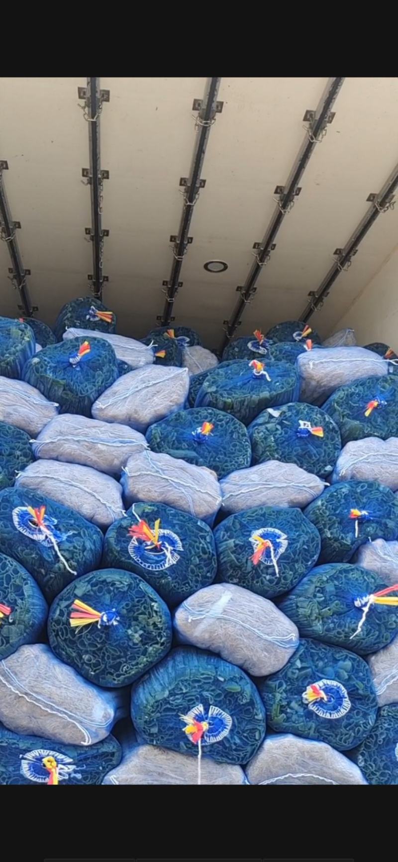 福建漳浦精品大葱净葱网袋葱纸箱葱一手货源
