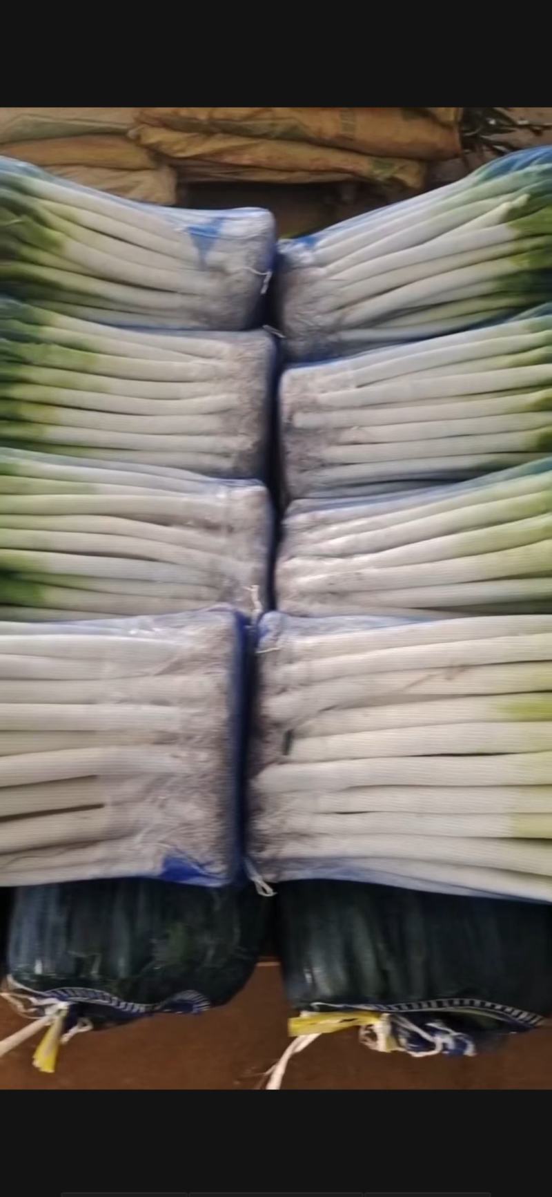 福建漳浦精品大葱净葱网袋葱纸箱葱一手货源