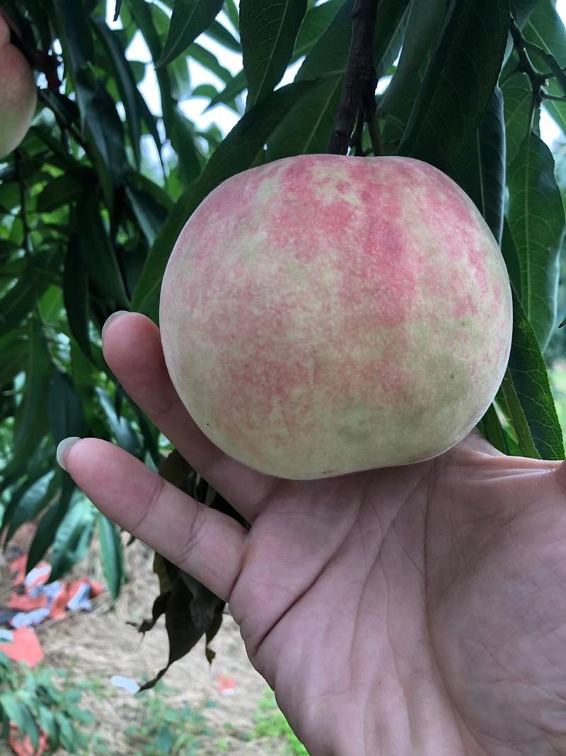 映霜红桃子个头大新鲜桃子现货供应全国发货价格可议
