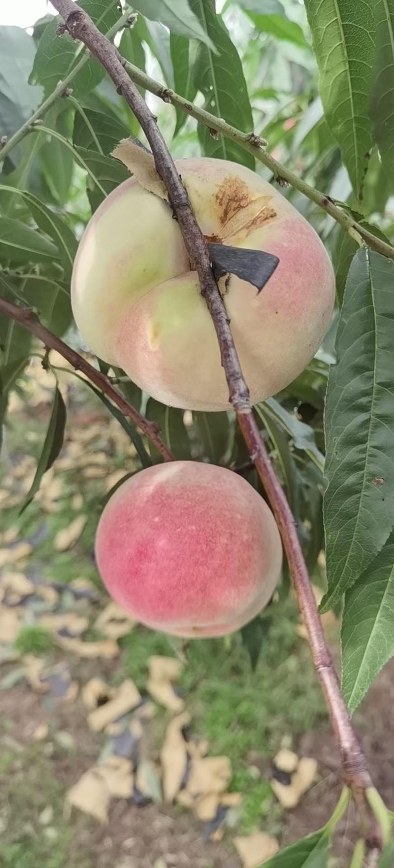 映霜红桃子个头大新鲜桃子现货供应全国发货价格可议