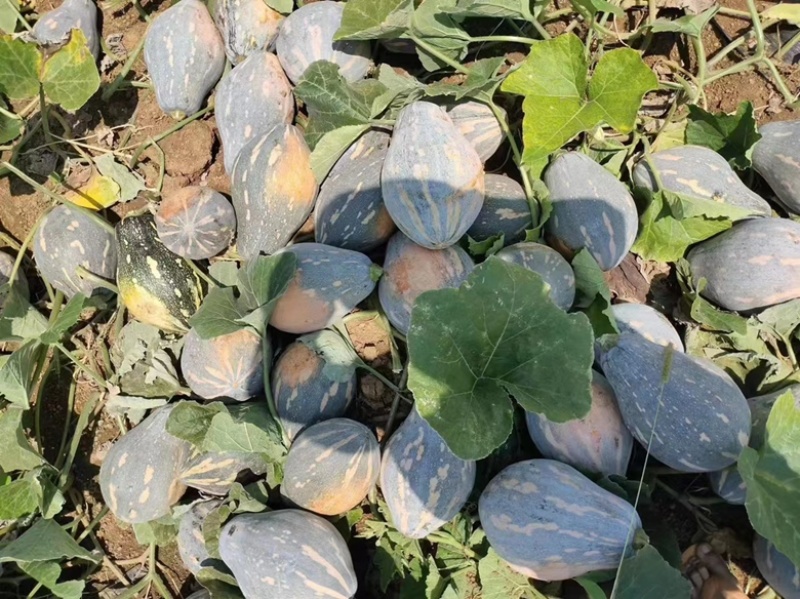 广东香芋南瓜，大量现货，甜好吃，自家种植，一手货。