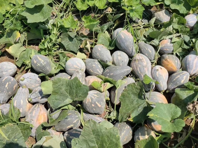 广东香芋南瓜，大量现货，甜好吃，自家种植，一手货。