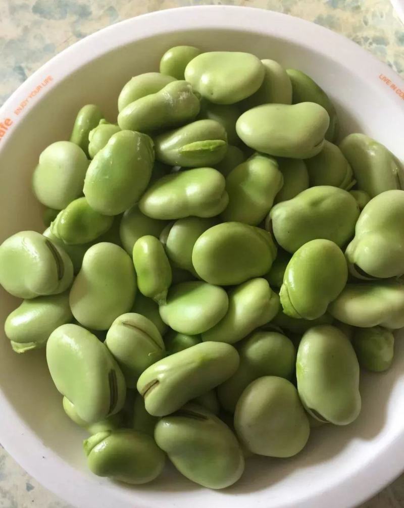 七粒香蚕豆种子大粒高产胡豆种子七粒香蚕豆种籽甜糯