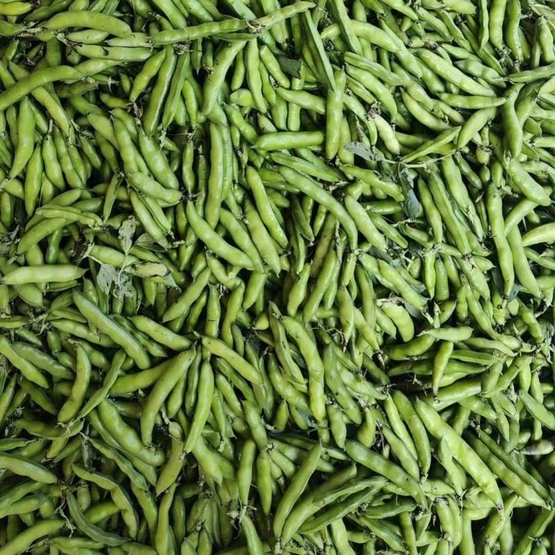 七粒香蚕豆种子大粒高产胡豆种子七粒香蚕豆种籽甜糯