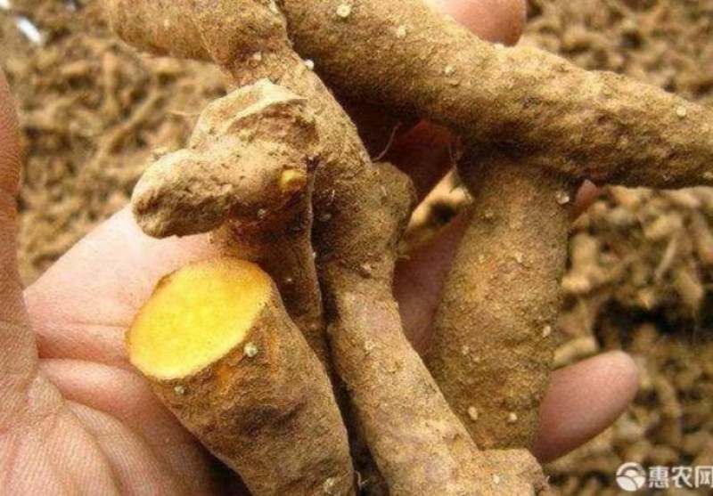 黄姜，火头根，穿地龙，盾叶薯蓣。