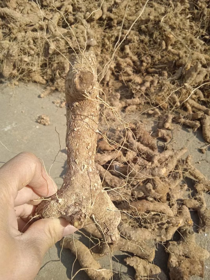 黄姜，火头根，穿地龙，盾叶薯蓣。