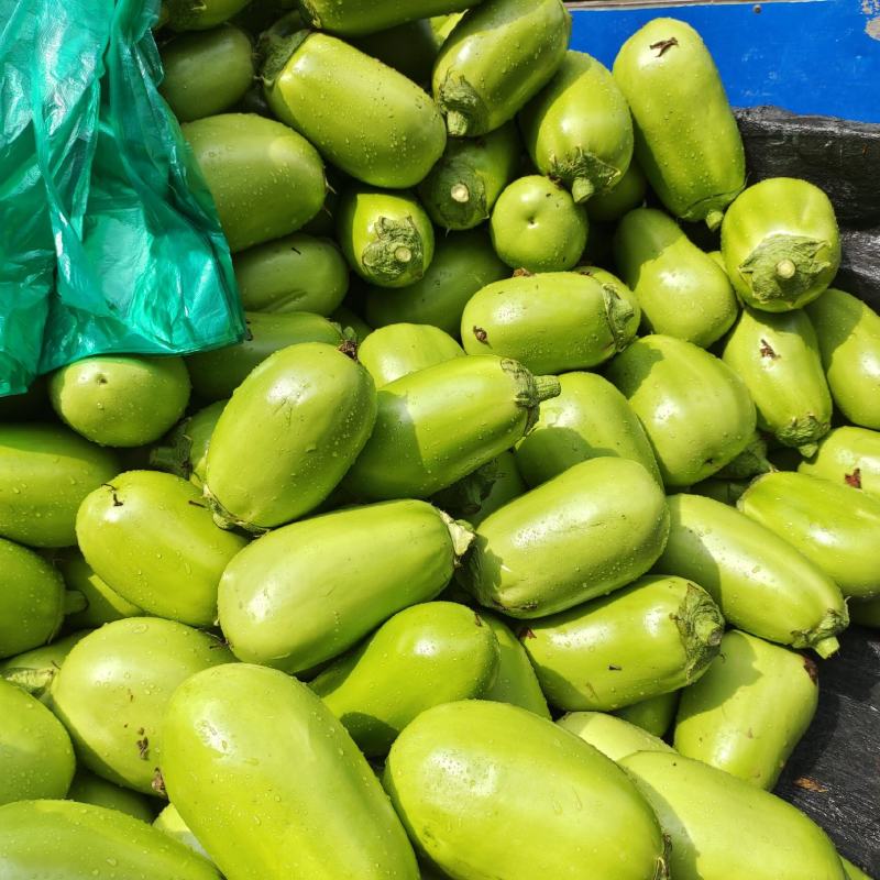 精品无仔青茄货源充足价格美丽