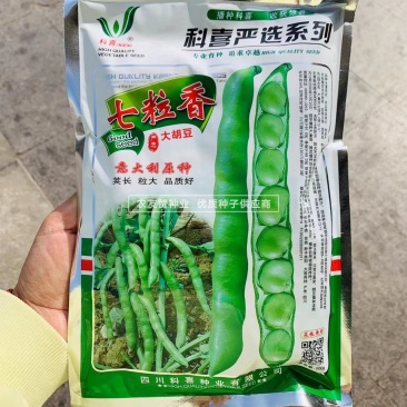 七粒香蚕豆种子大粒高产胡豆种子七粒香蚕豆种籽甜糯